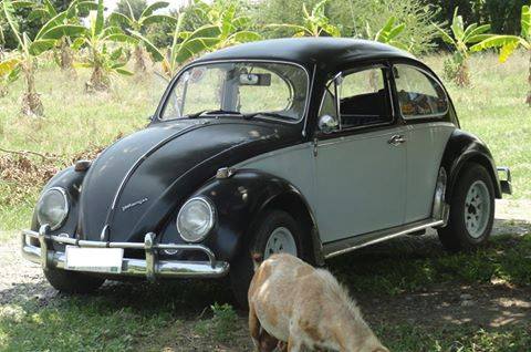 Bugoy, my beetle