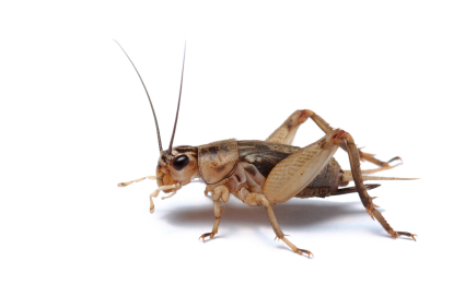 Cricket.jpg